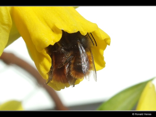 Fotos - Frühling - Blumen - Tierfotos - Bienenpaarung in Osterglocke