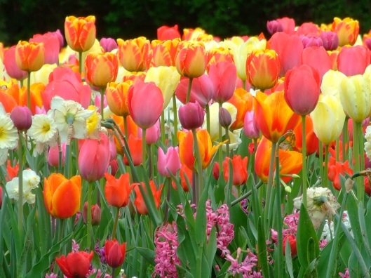 Fotos - Bilder - Blumen - Blüten - Tulpen - Tulpenmeer